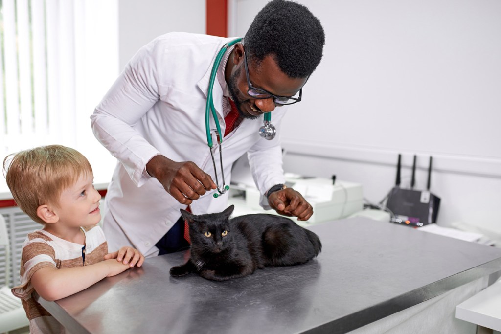 Veterinarian examining cat while little boy watches