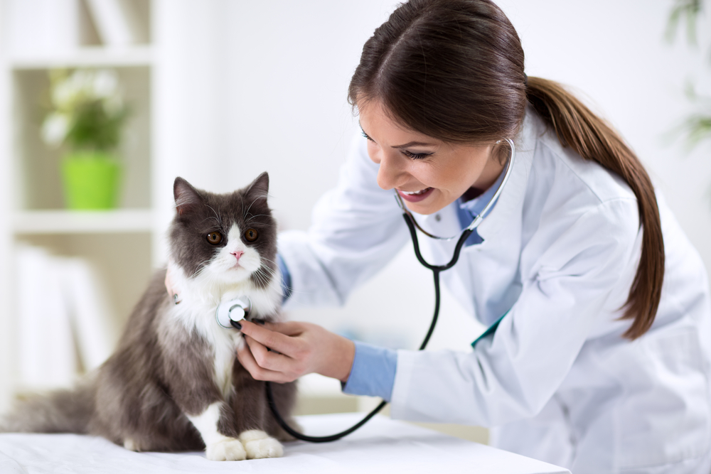 A veterinarian listening to a gray and white cat with a stethoscope.