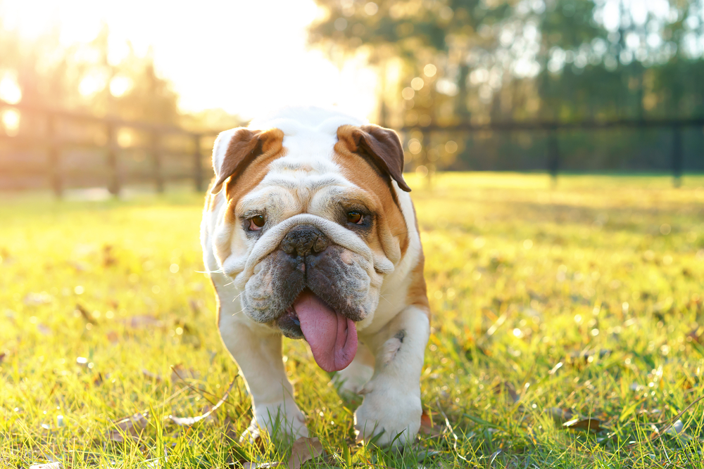 A white and tan English bulldog panting in a grassy yard.