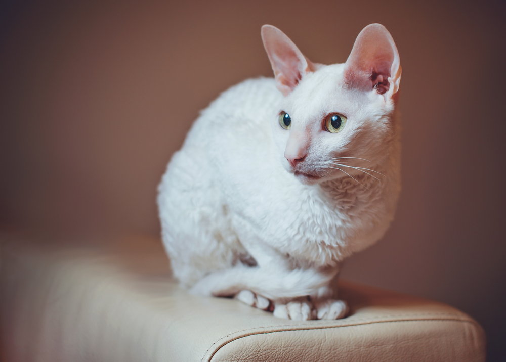 A white Cornish Rex perched on the arm of a beige leather sofa.