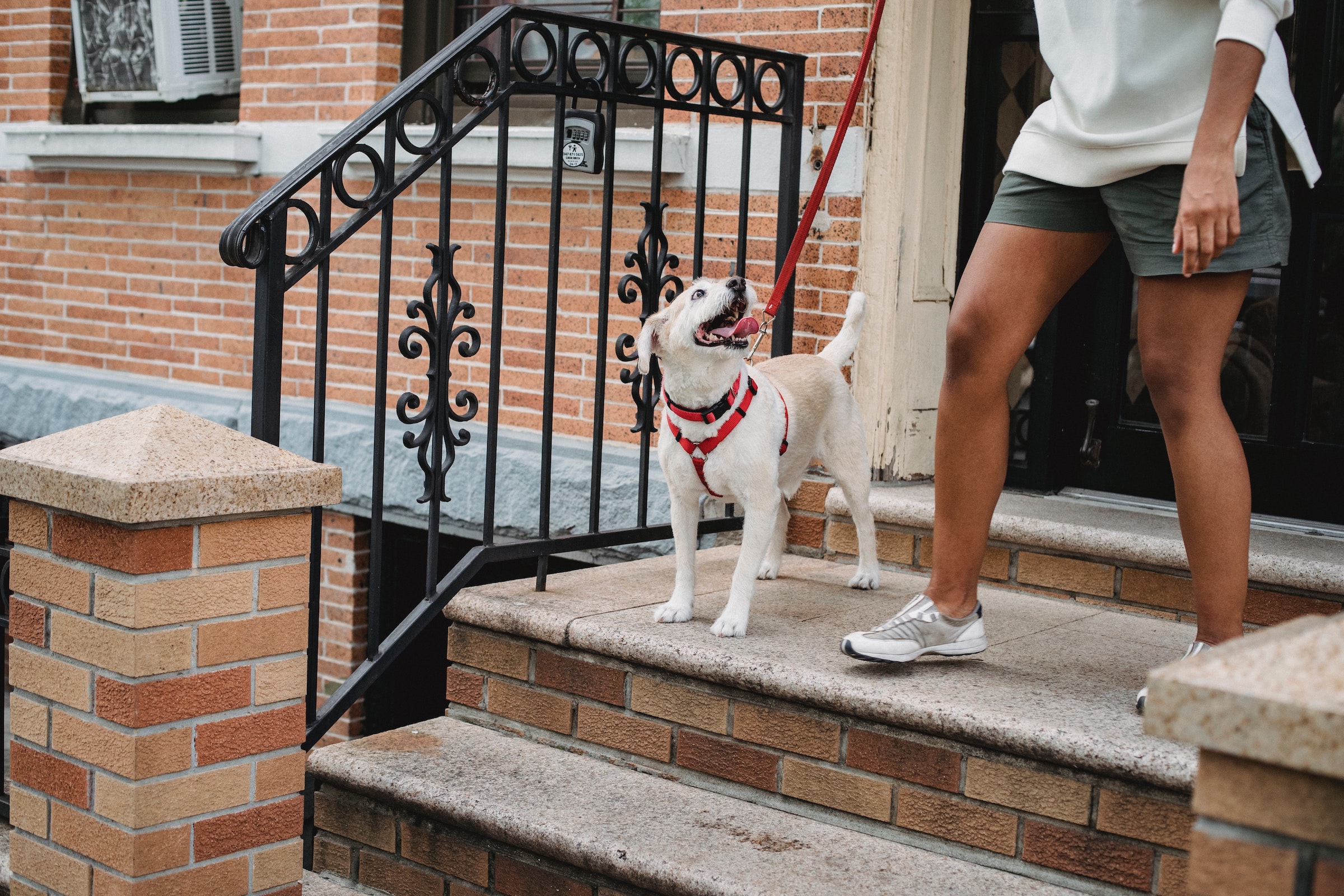 A white dog starts down brick stairs and looks up at his owner next to him