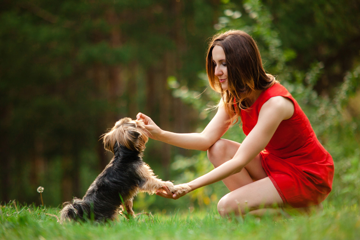 Woman training Yorkie.