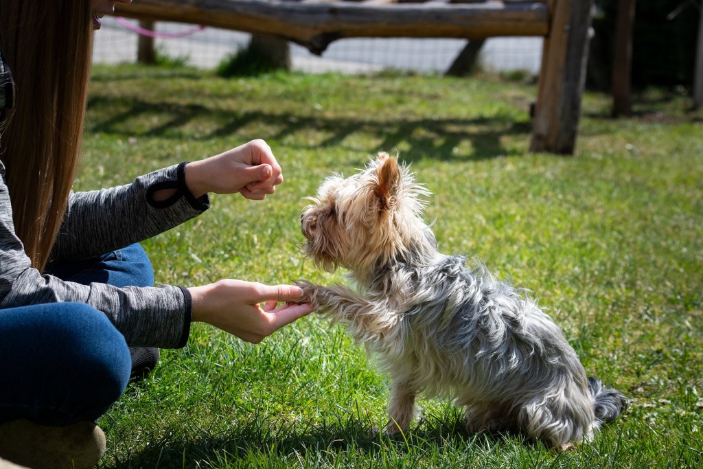 A woman "shakes paws" with her Yorkshire Terrier dog as she holds out a treat