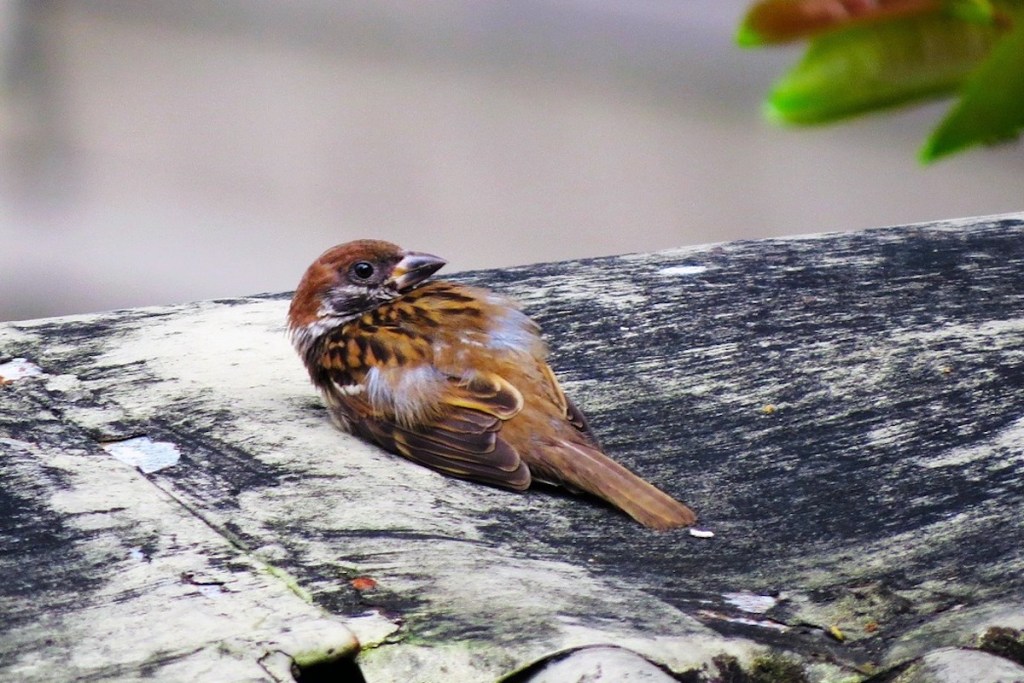 What To Do If You Find An Injured Animal Uk What To Do If You Find An Injured Animal Uk