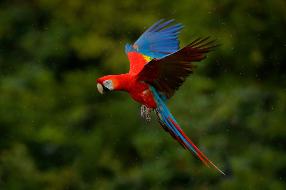 Scarlet Macaw skrendantis lietuje.