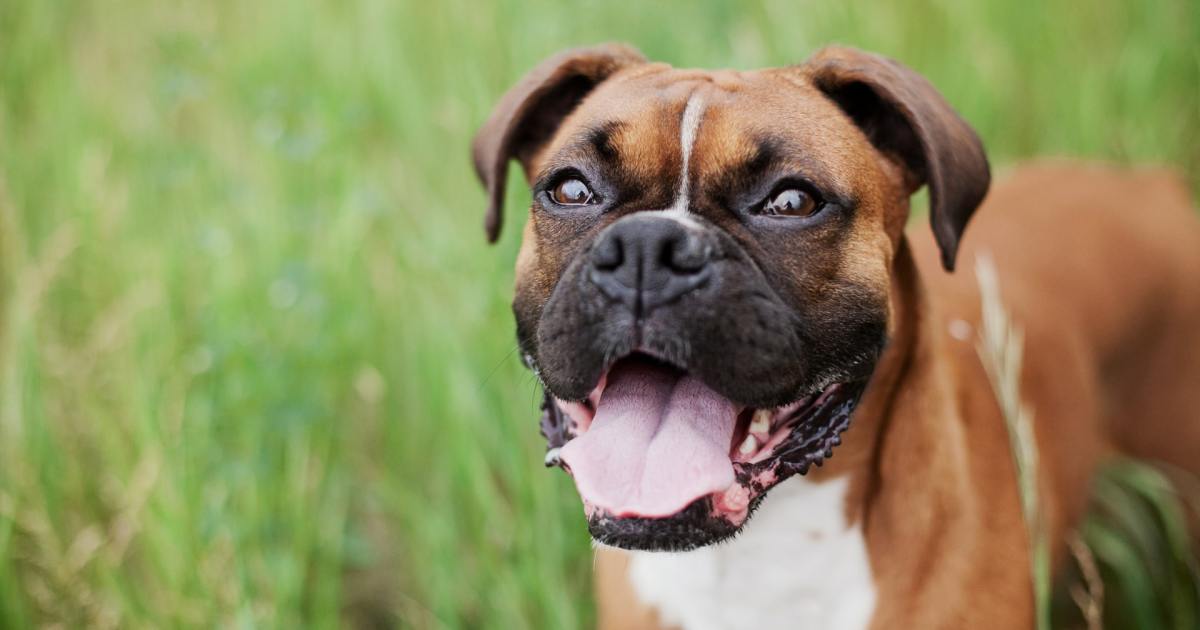 5 priežastys, kodėl boksininkai netinka gyventi lauke