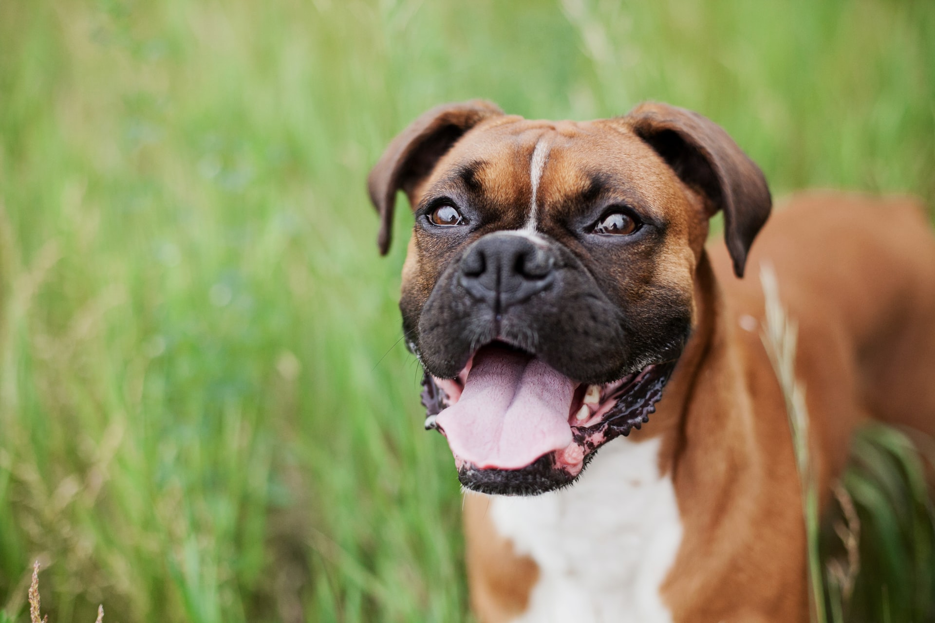 smiling boxer in green grass