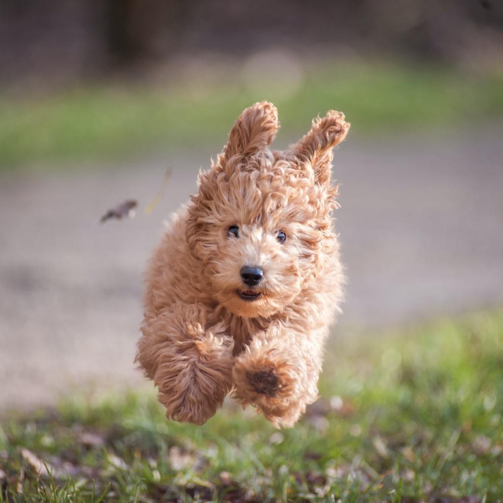 carmel poodle running ears up