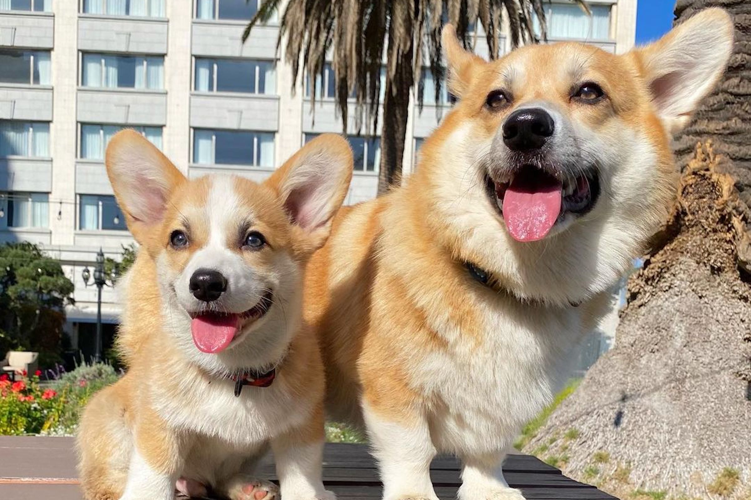 two corgis sit side by side with tongues out