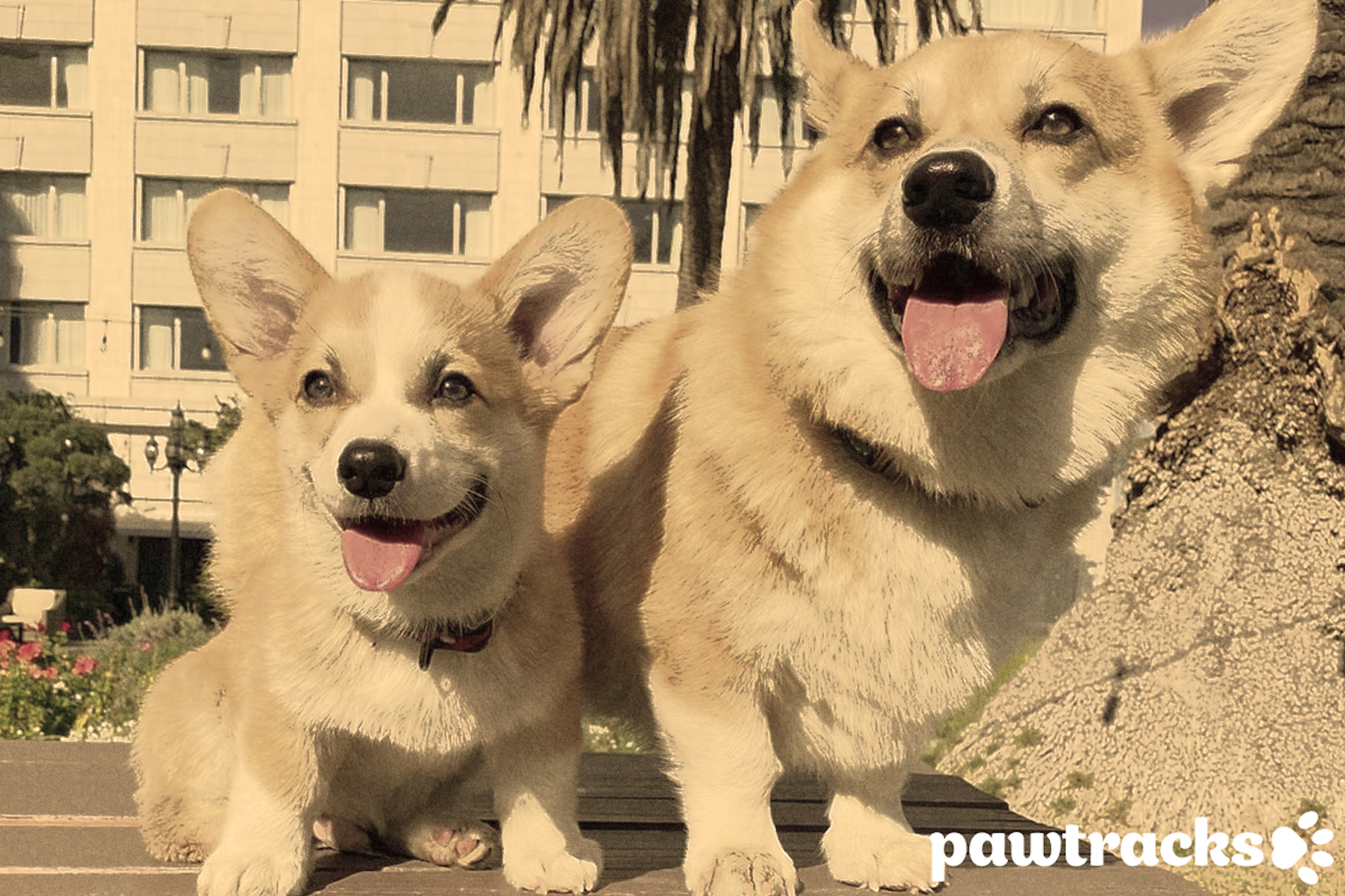 Naminių gyvūnėlių profiliai: Susipažinkite su Armie ir Harpo, dviem žaviais korgiais