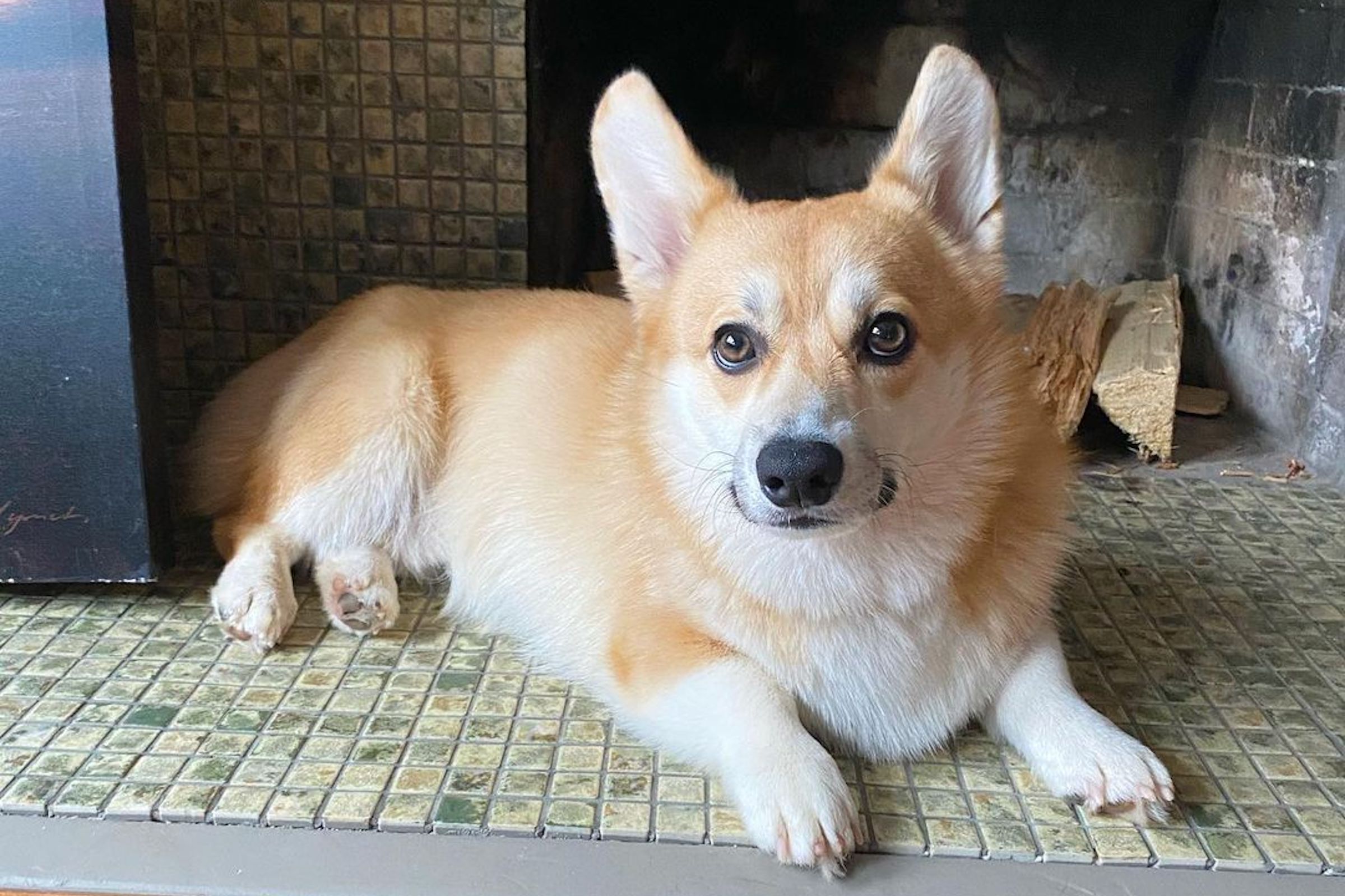 Armie the corgi sits and looks at the camera with big eyes