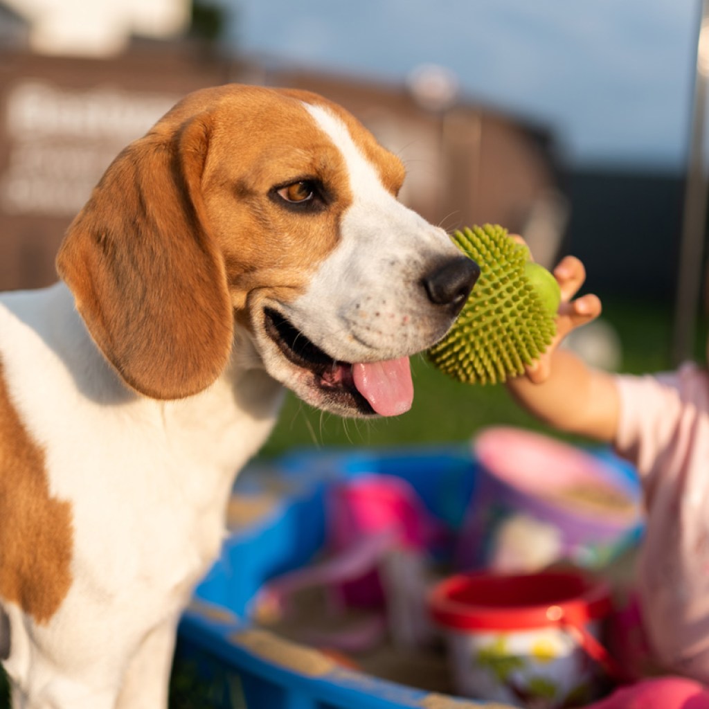 Beagle and toddler hanging out together.