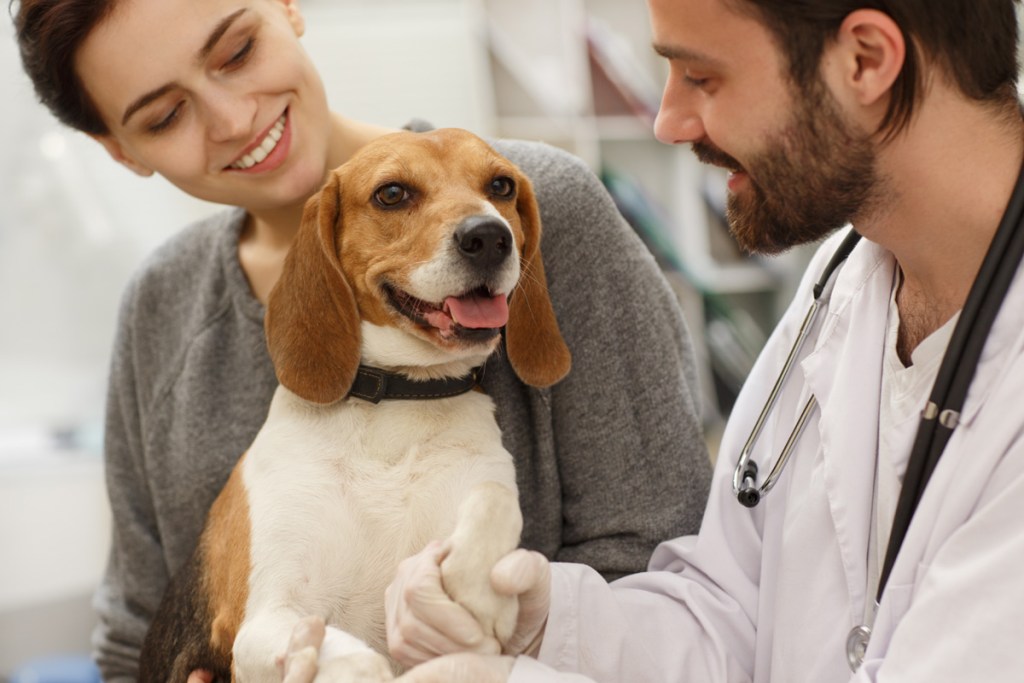 Beagle being examined by veterinarian. 