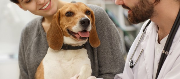 Beagle being examined by veterinarian.