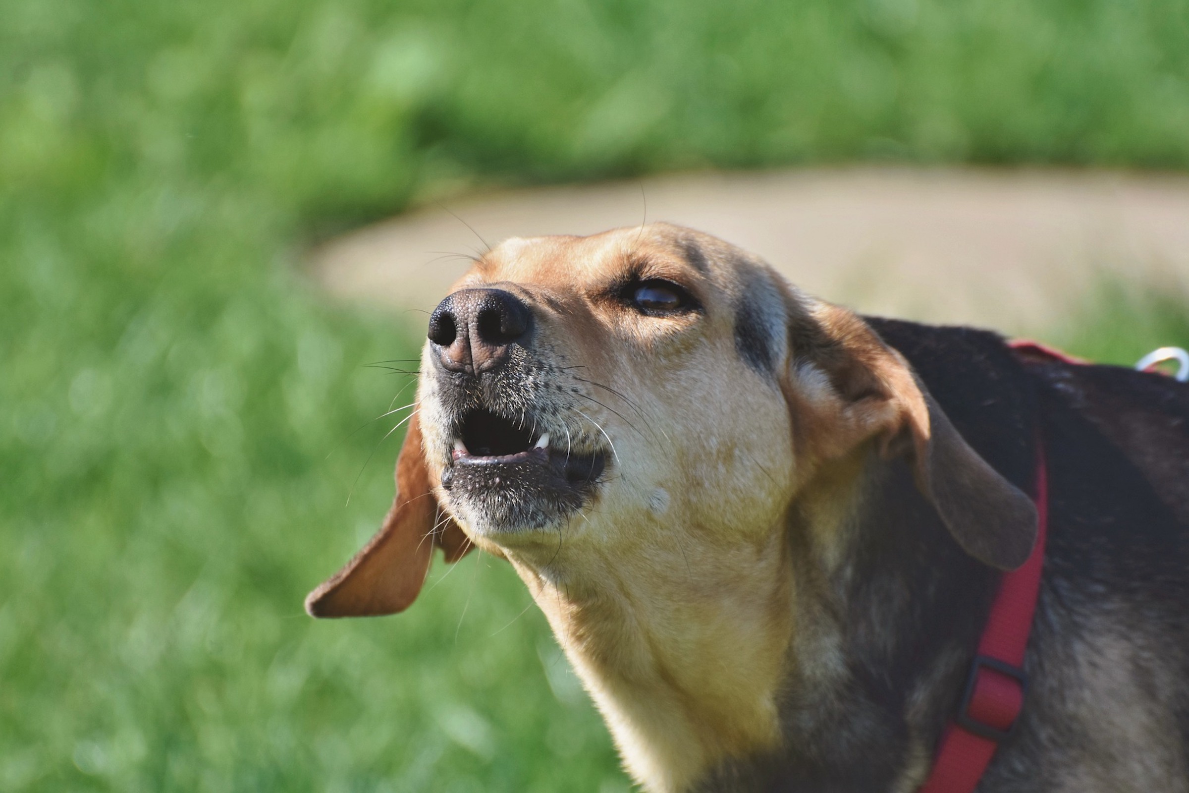 A beagle mix dog howls with his mouth open, showing teeth
