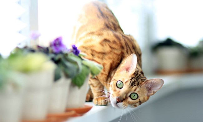 Playful Bengal cat on a shelf with potted plants