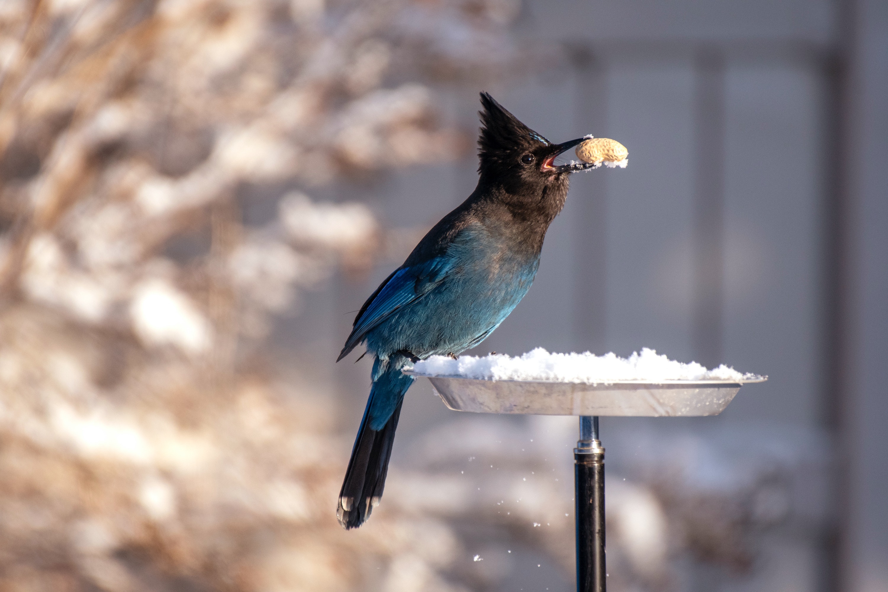 Bird sits at feeder eating a nut