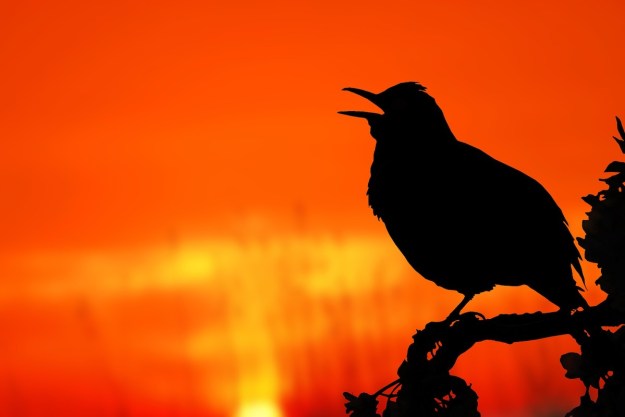 Bird chirps into the sunset