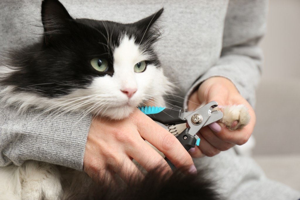 Person holding a black and white cat for a nail trim