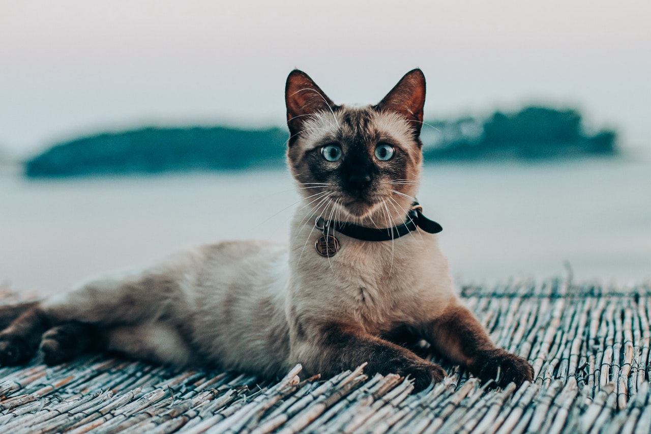 A blue-eyed Siamese cat wearing a black collar.