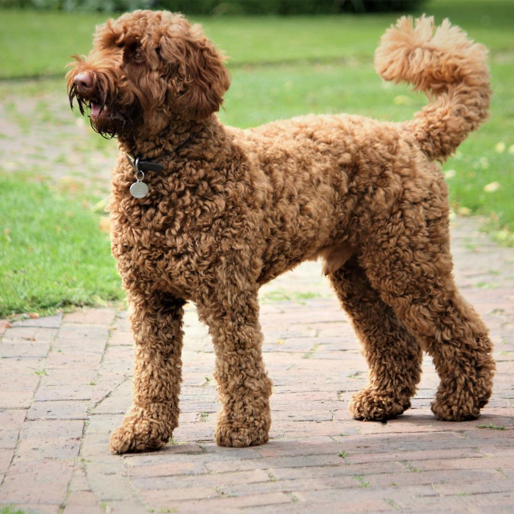 brown poodle standing on sidewalk