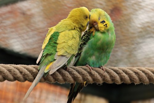 Parakeets preen each other on a perch