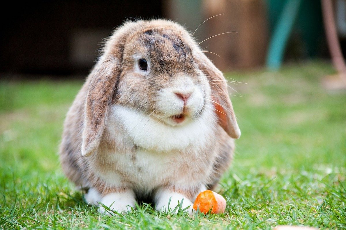 Rabbit sits outside with a carrot