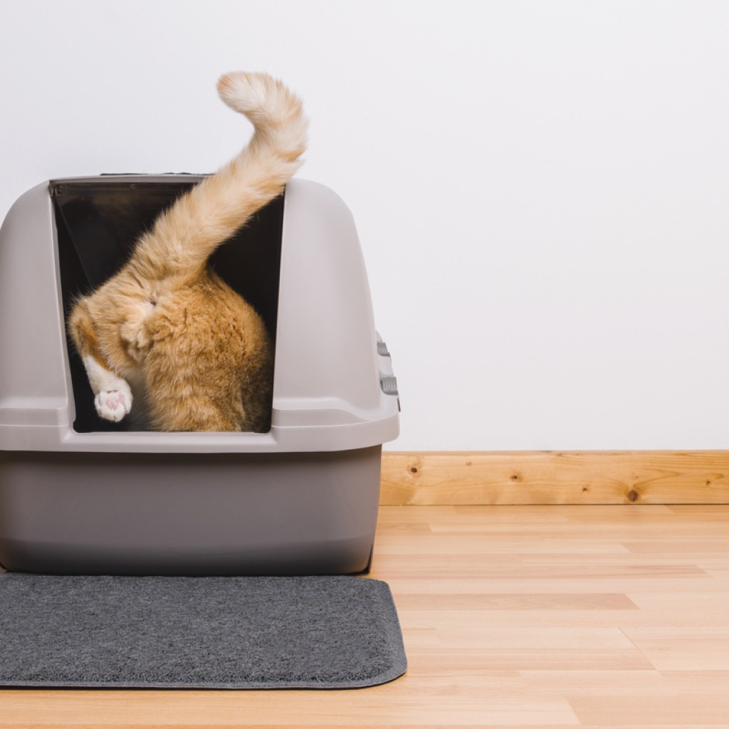 Cat climbing into an enclosed litter box