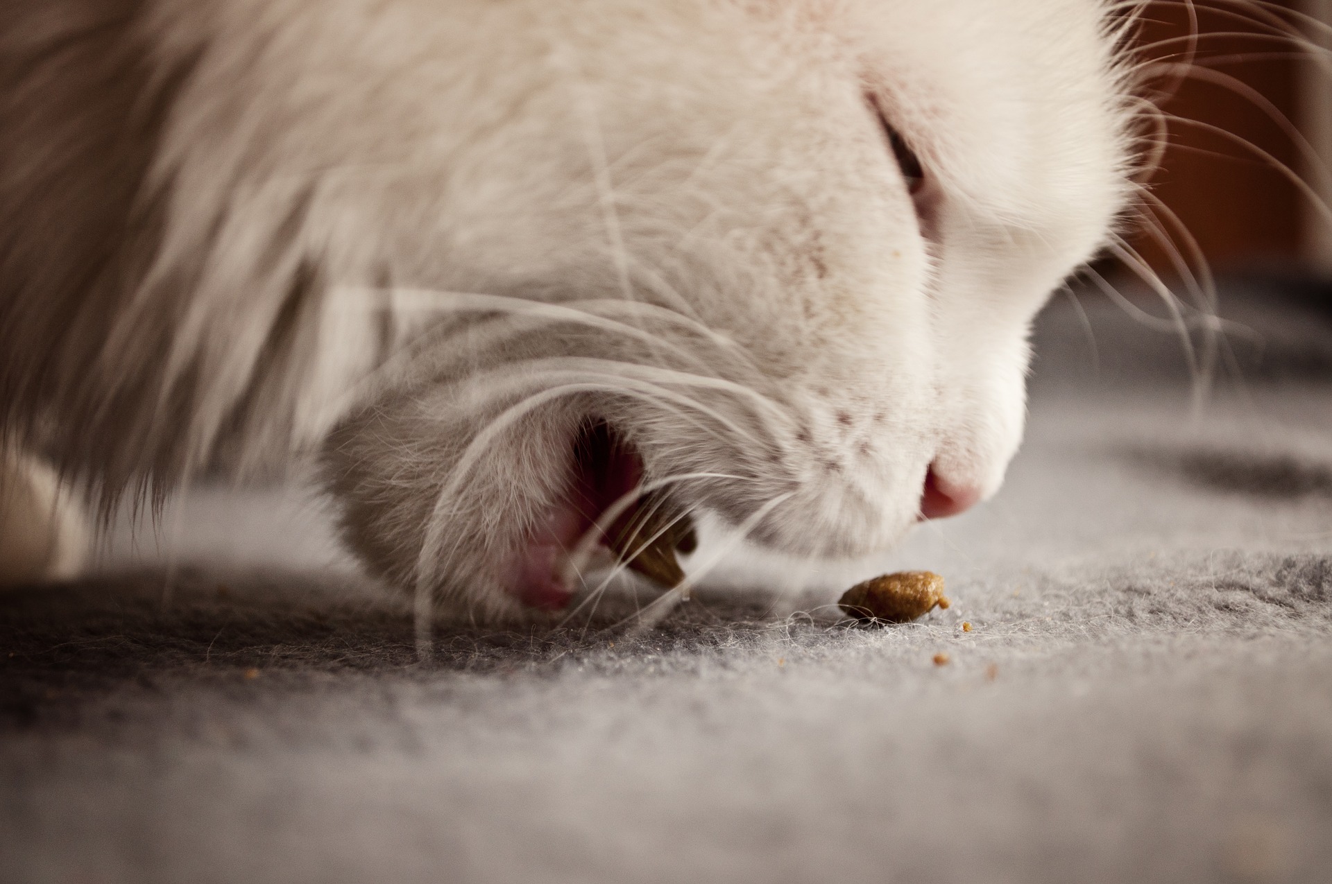 White cat eating a treat off of the floor