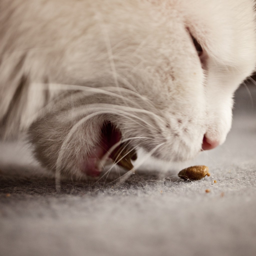 White cat eating a treat off of the floor