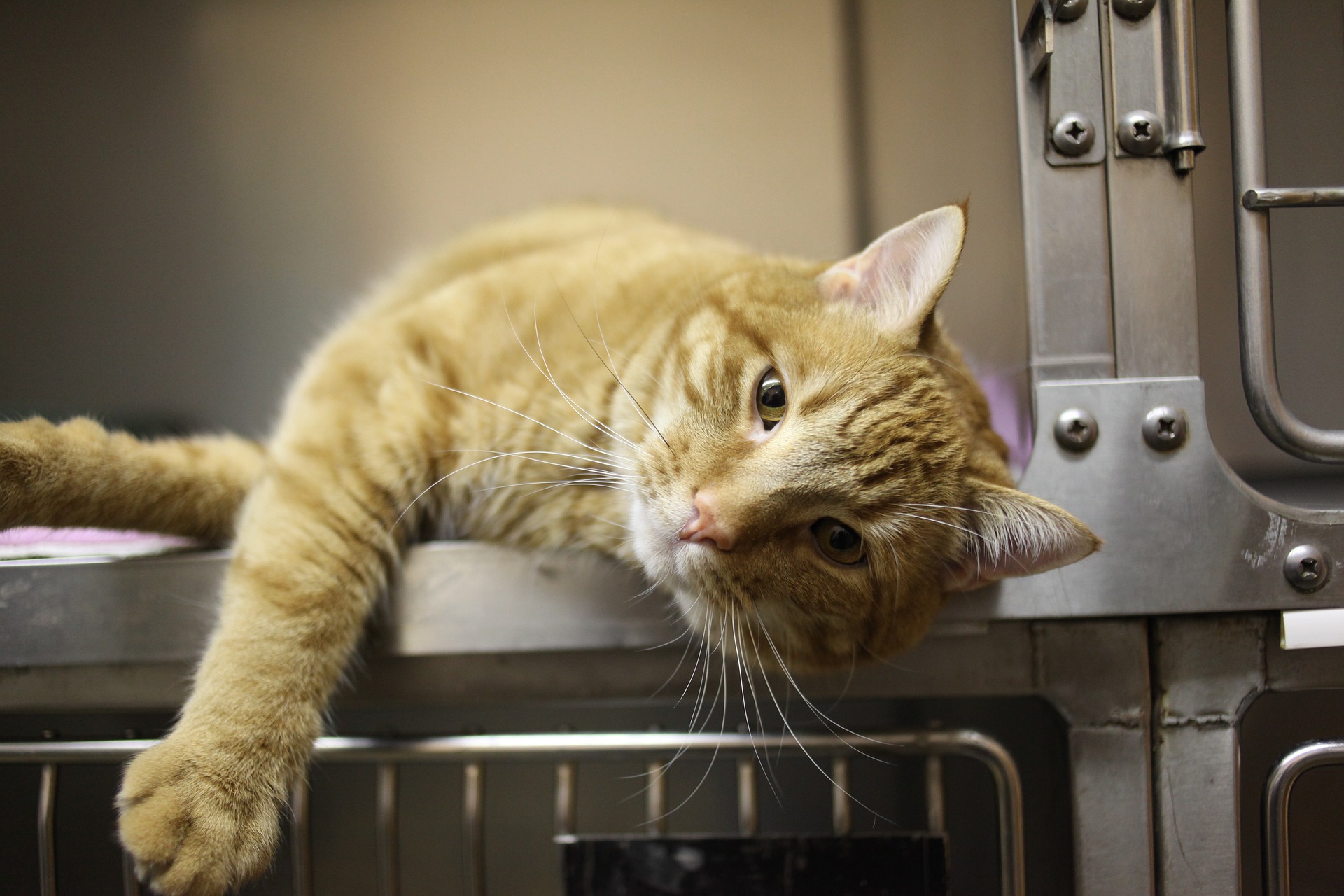 Orange cat lying in a metal kennel