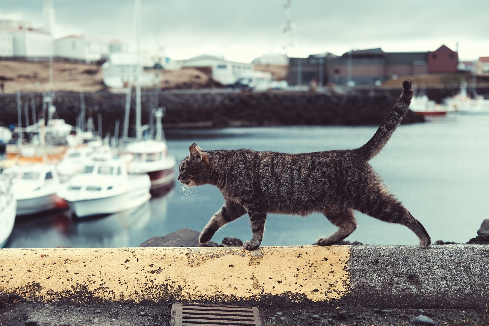 Cat walking on a railing in front of a bay of water