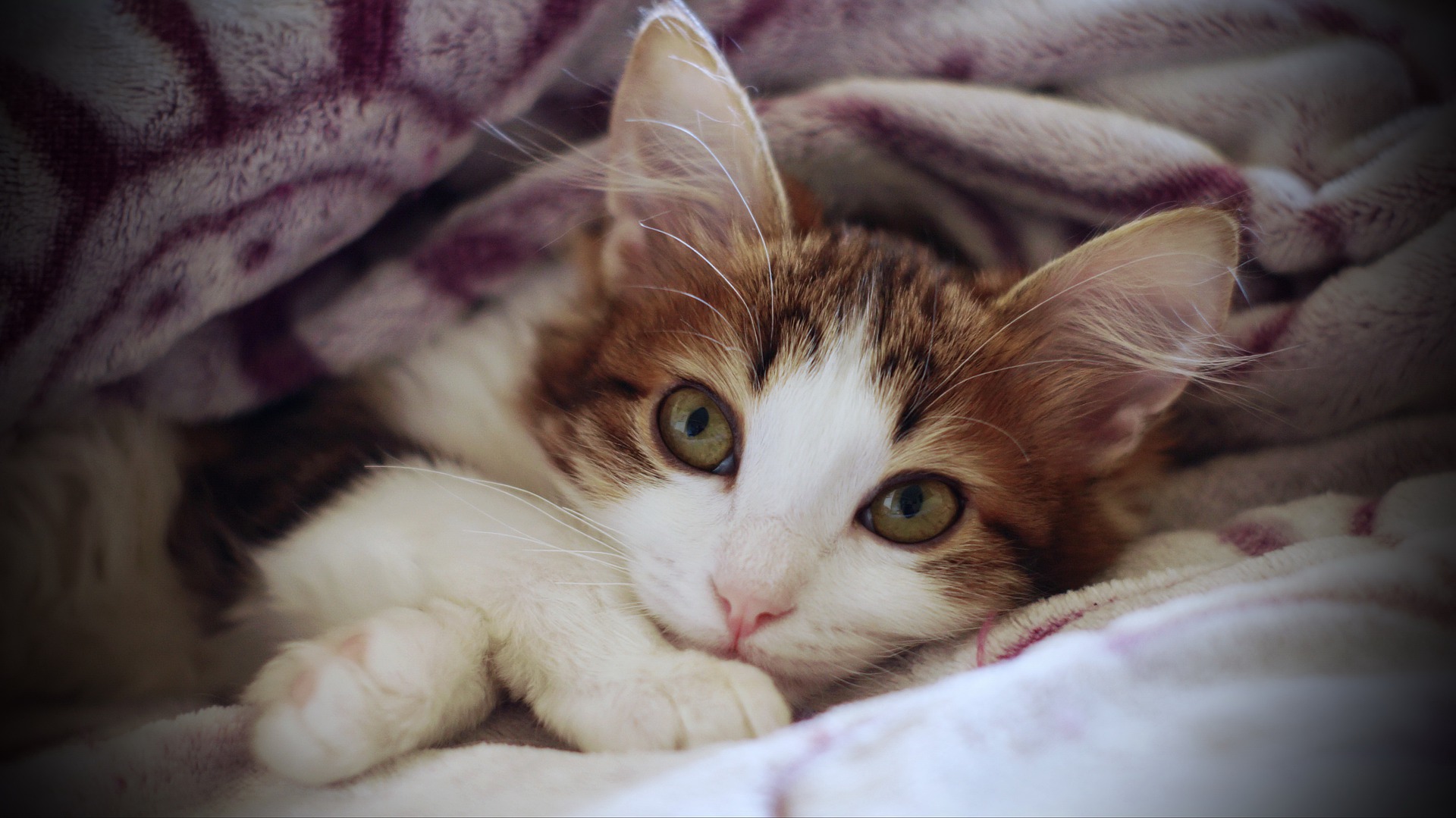 Orange and white cat lying under blankets