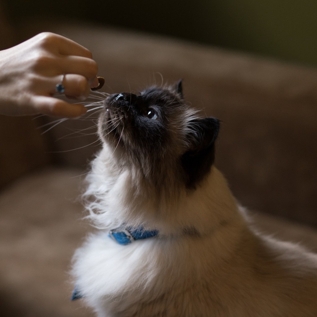 Cat sitting and reaching up toward a hand holding a treat