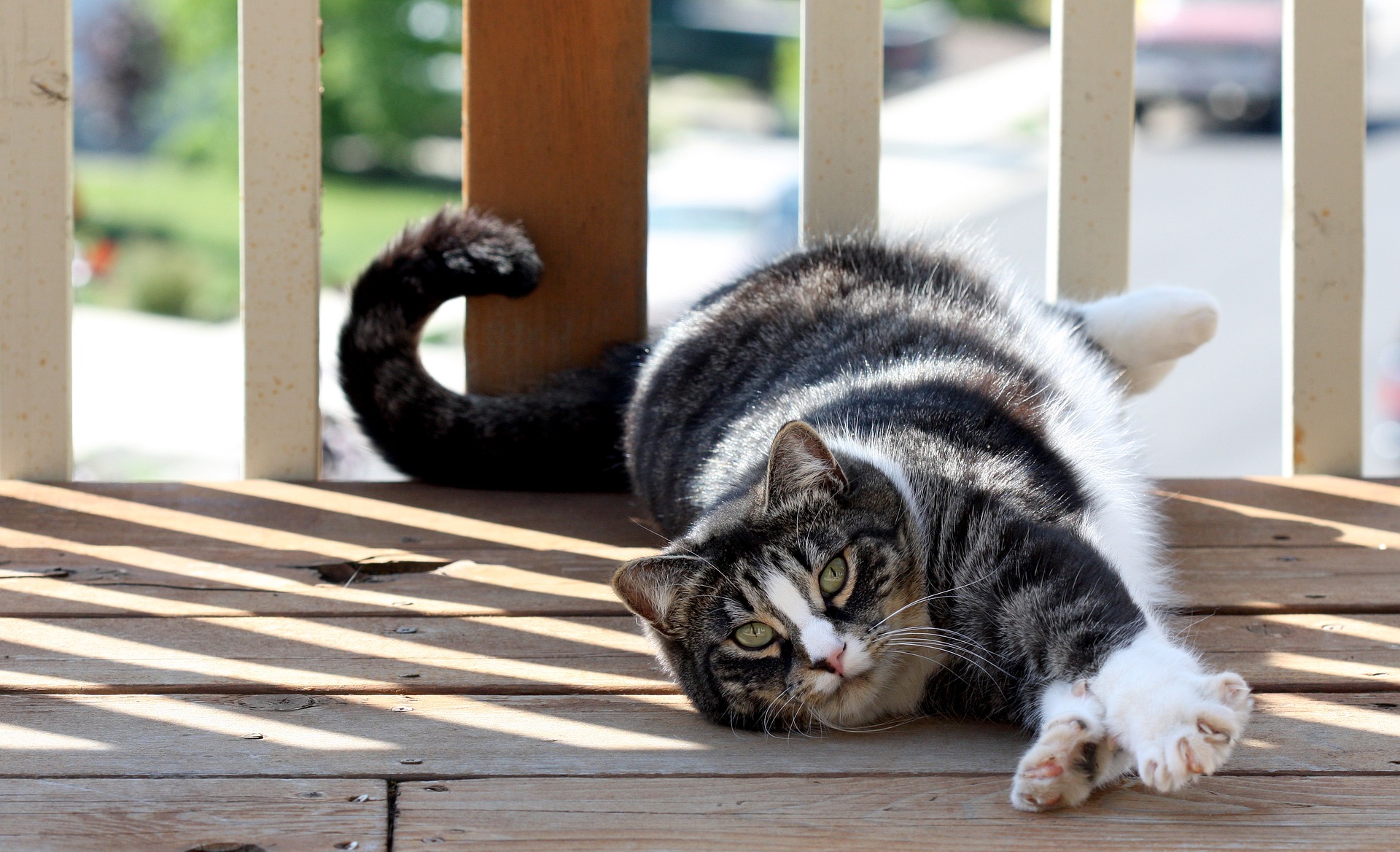 A cat stretching out on a deck and exposing its claws