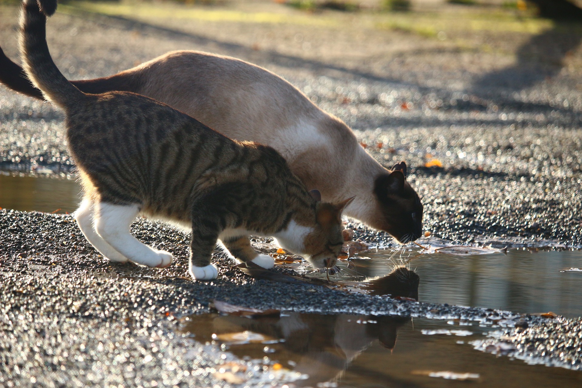 Two cats drinking out of a puddle