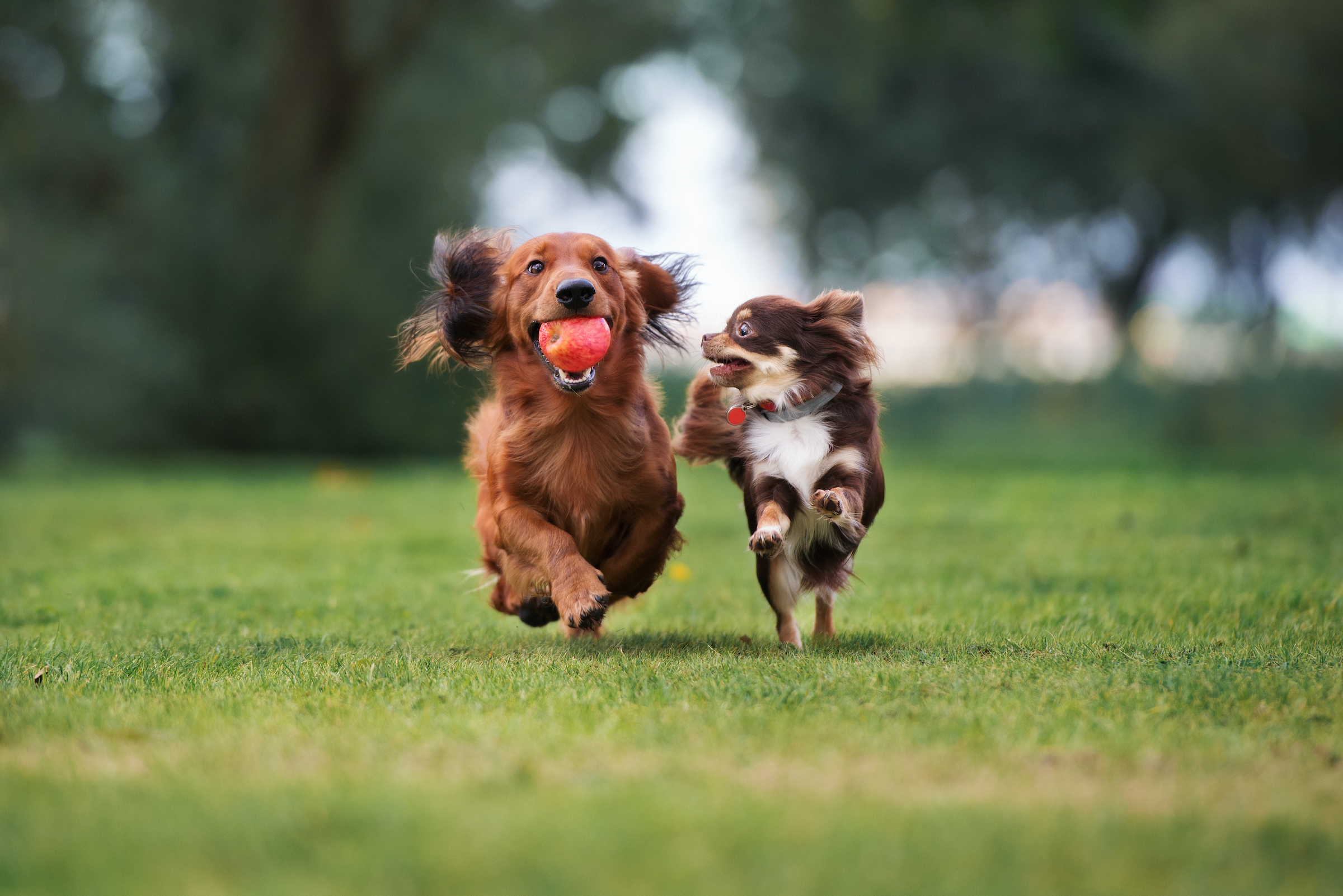 A Chihuahua runs alongside a dachshund carrying an apple in their mouth