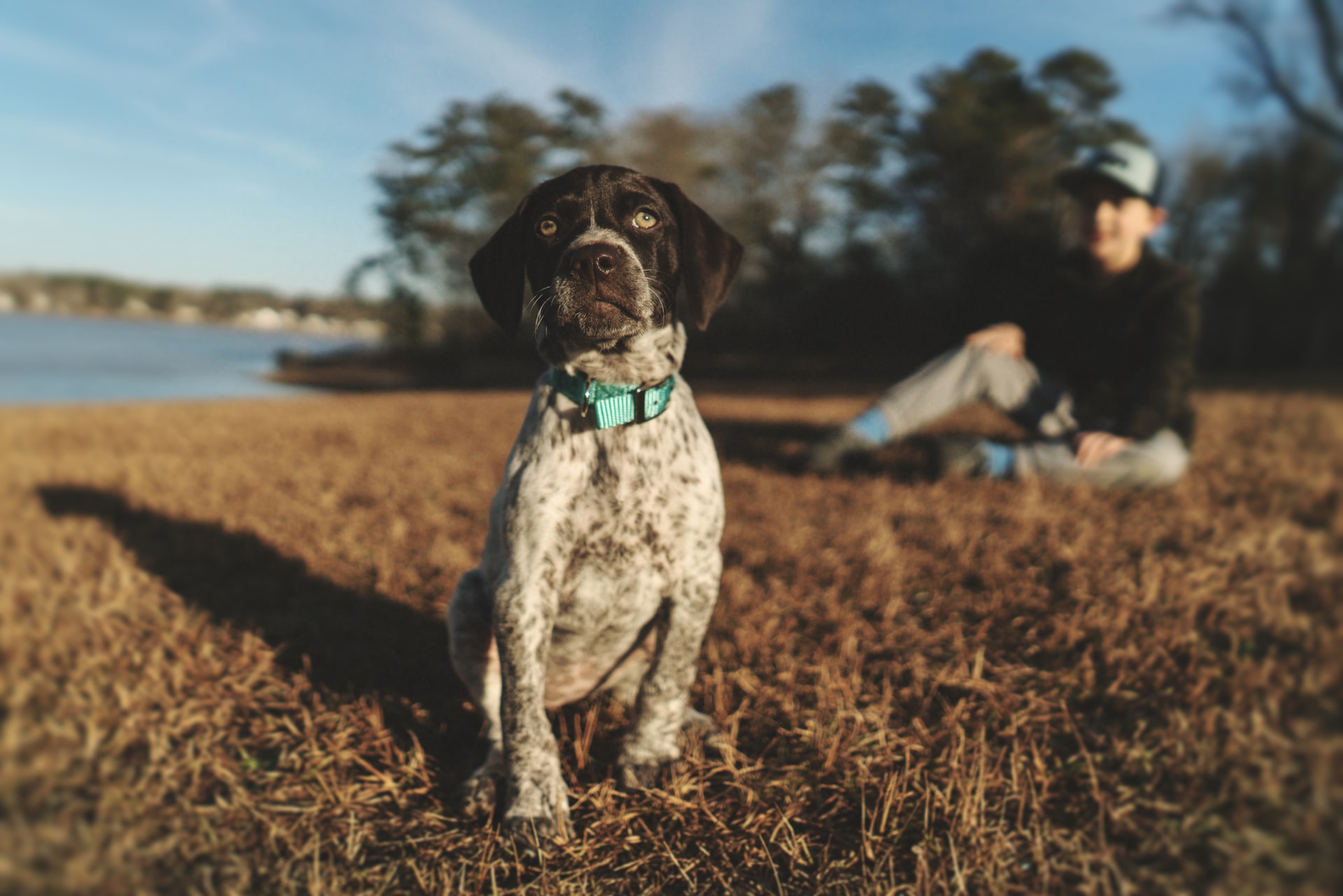 GSP puppy sitting in front of a lake