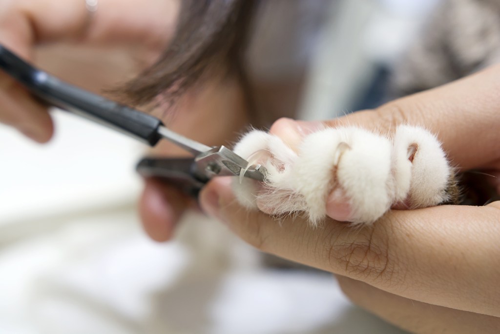 A person holding a cat's paw and trimming its nails