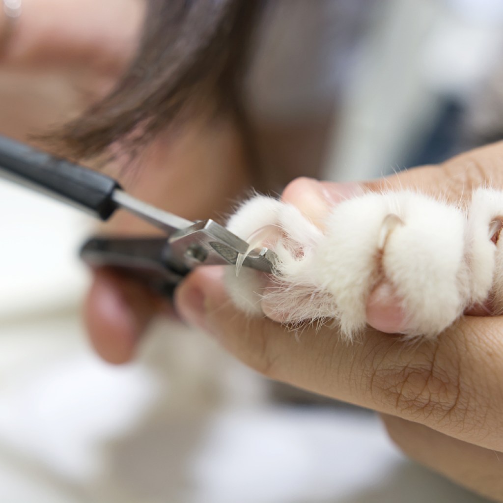 A person holding a cat's paw and trimming its nails