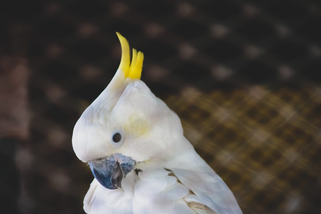 Kakadu pakreipia galvą