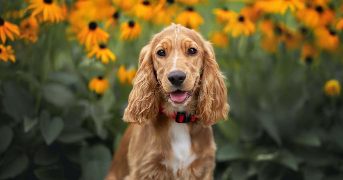 Why Do Cocker Spaniels Get Chronic Ear Infections? PawTracks