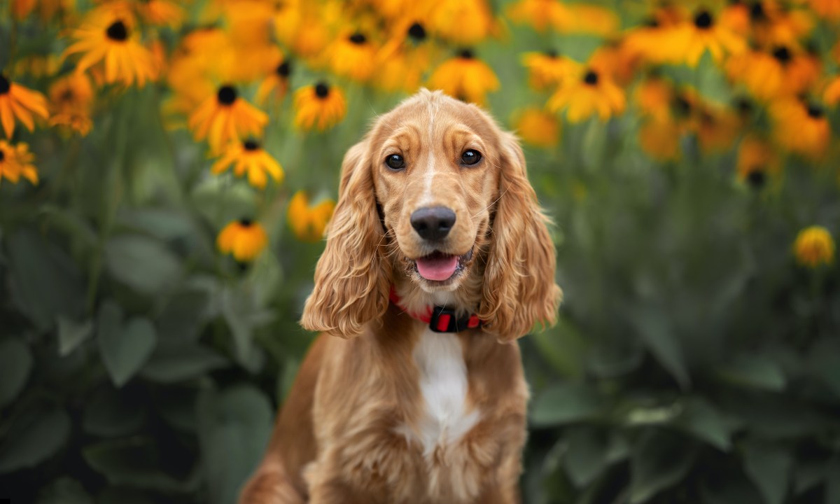 a cocker spaniel sits and looks at the camera in front of a field of orange flowers