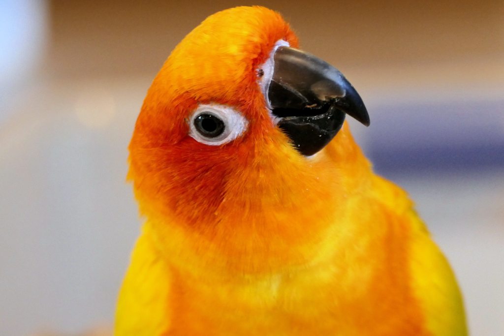 Conure žvilgsnis į kamerą