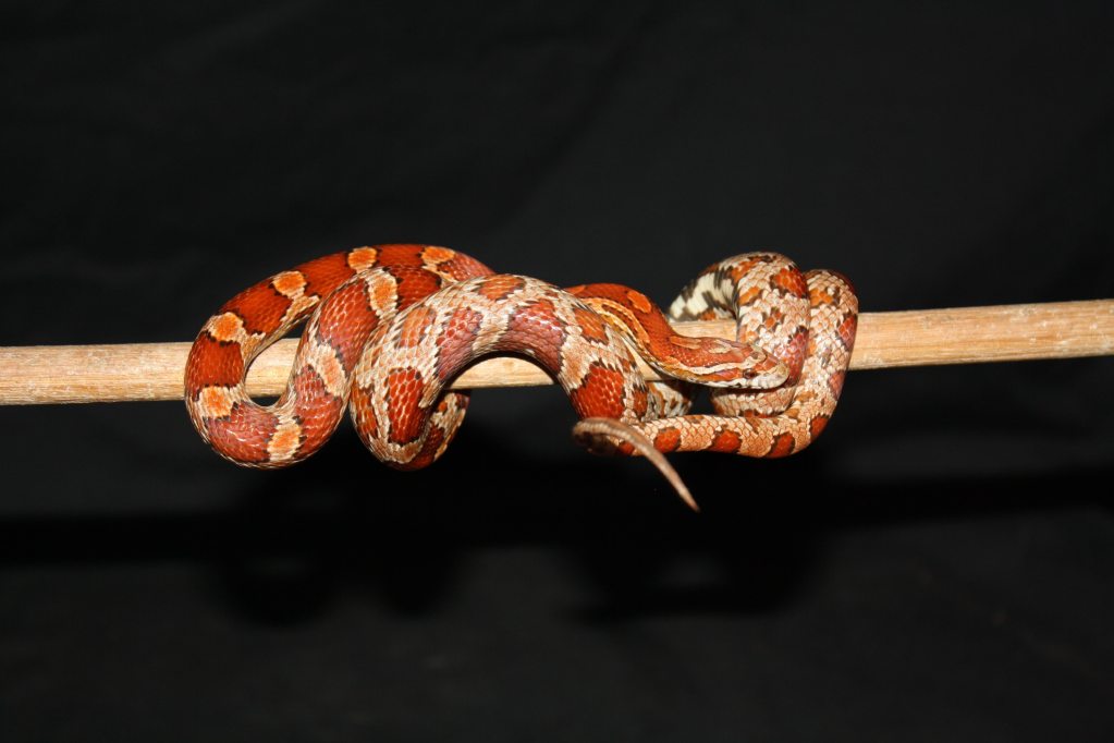 A corn snake wrapped around a branch