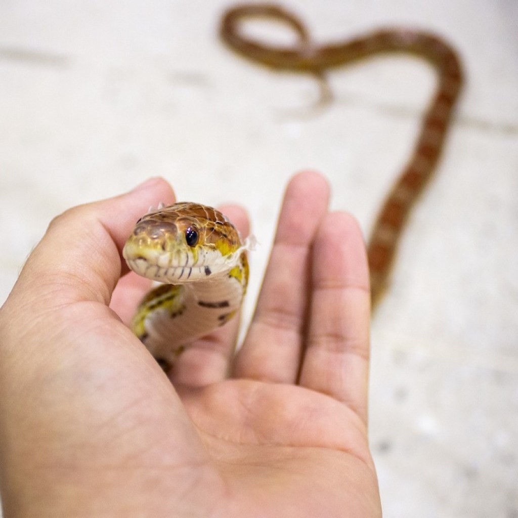 Corn snake being held between a person's fingers