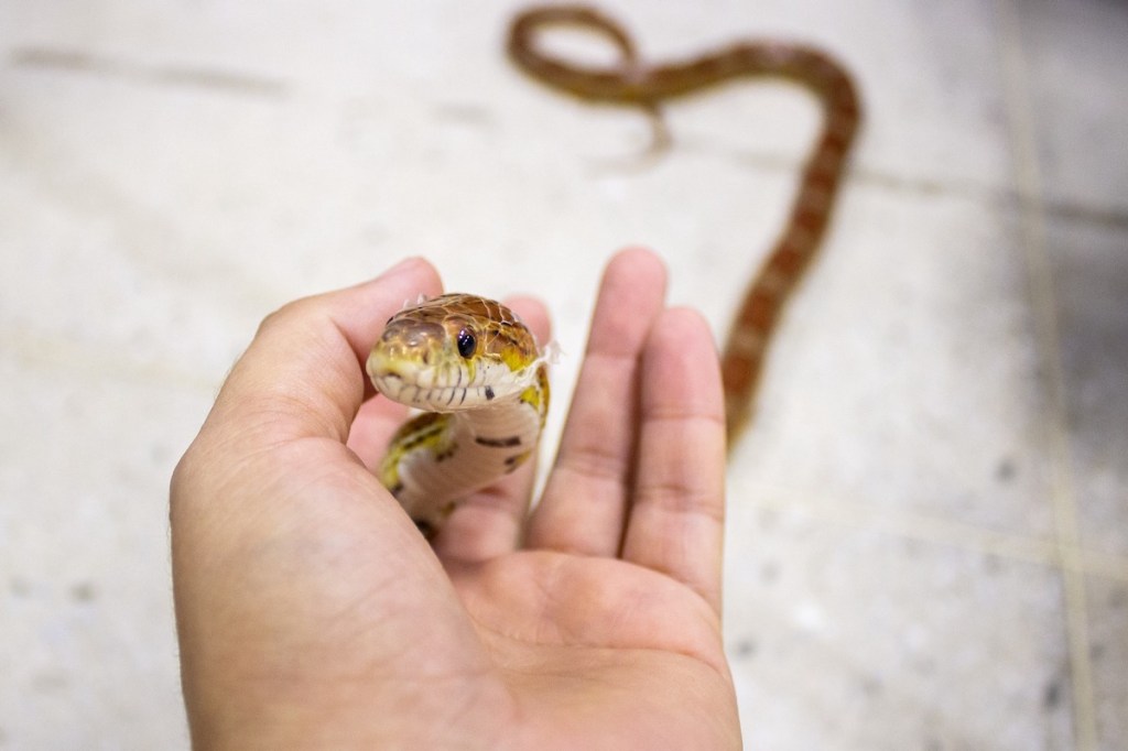 Corn snake being held between a person's fingers