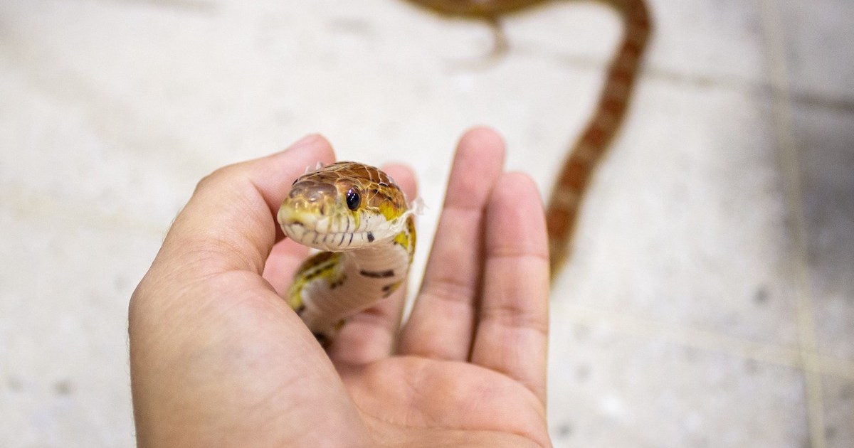 Here's What You Need To Do To Take Care Of Your Snake | PawTracks