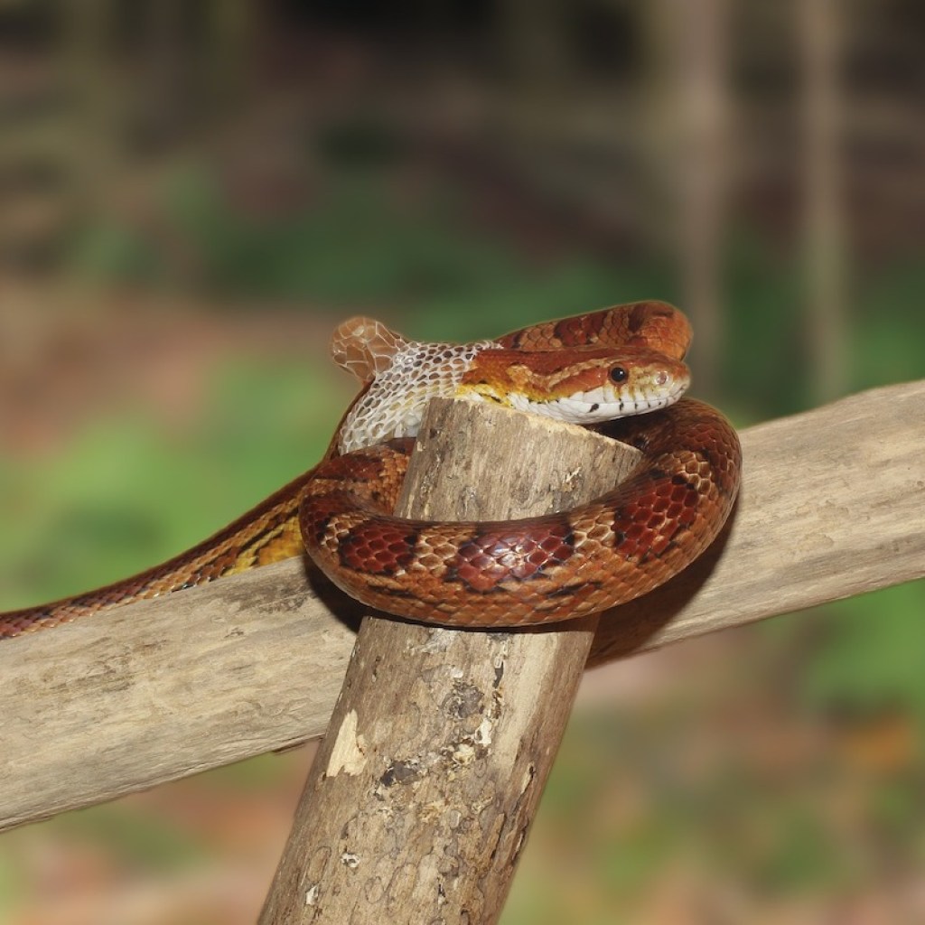 Corn snake entangled in a branch