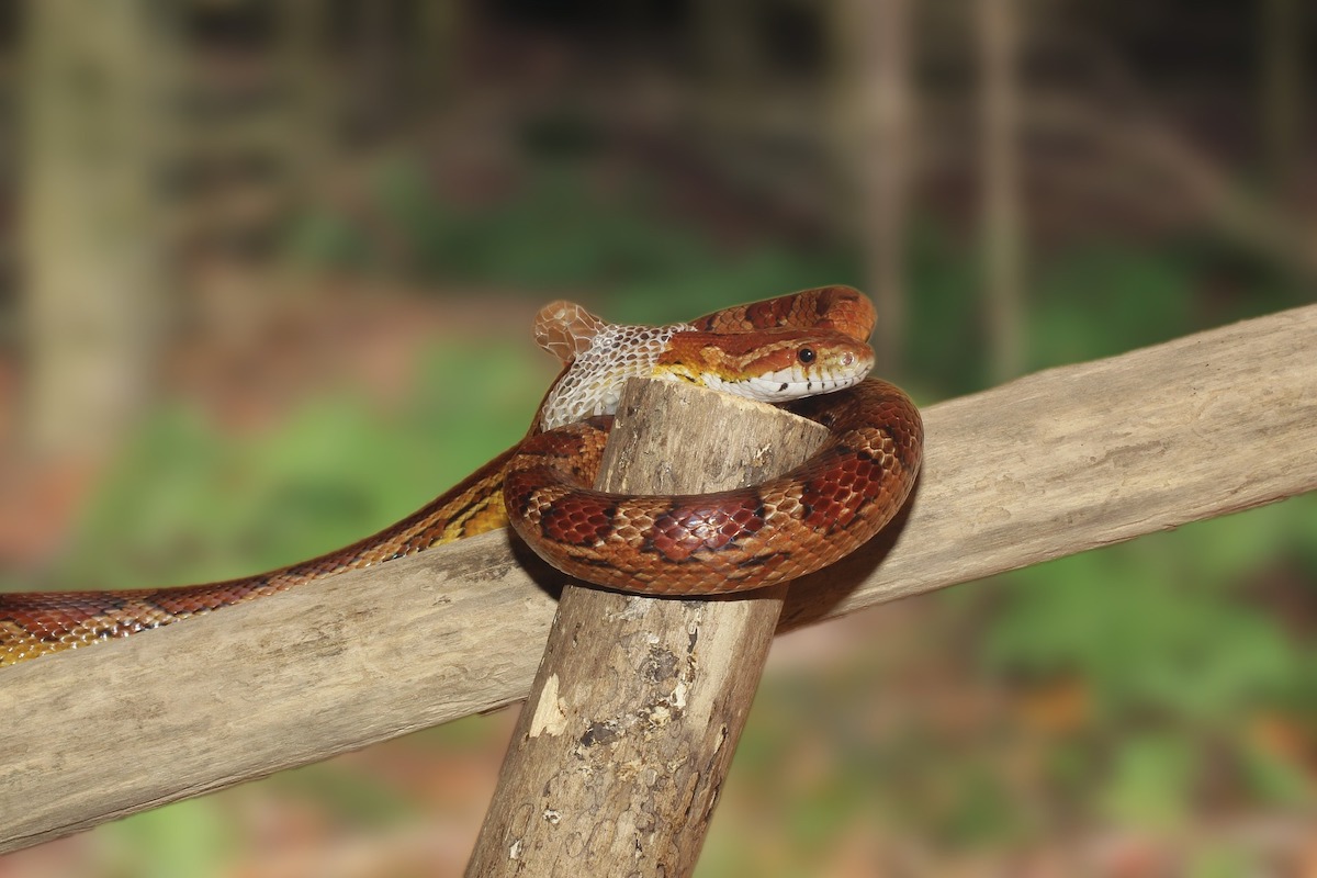 Corn snake entangled in a branch